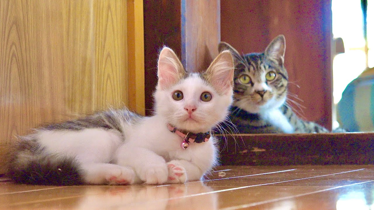 Cats that had been fighting became good friends. - YouTube