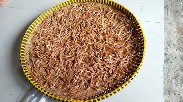 Cách làm tép ruộng phơi khô xay nhuyễn, cách nấu canh bầu bí với tép ruộng