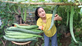 Yummy Snake Gourd Recipe - Harvest Snake Gourd For Cooking - Cooking With Sreypov