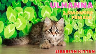 Ulhanna Siberian Kitten Girl 25 Months