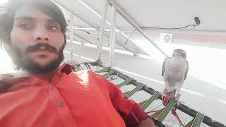 Goshawk Voice| Jura Baz Ki Awaz| Baz K Sath Shikar