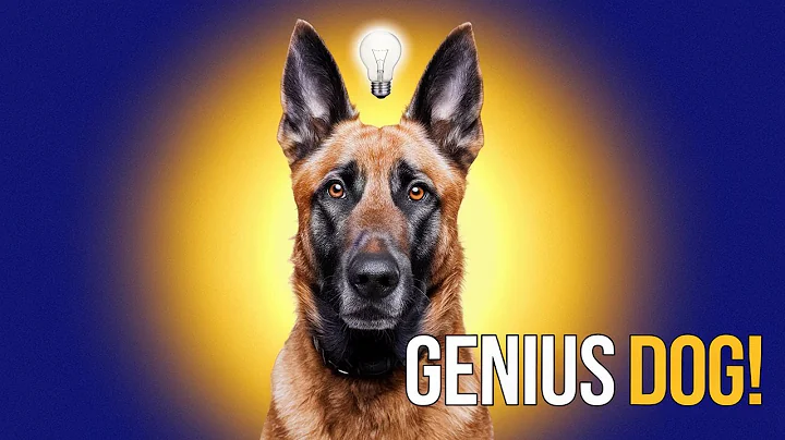 Belgian Malinois: The Superdog Explained