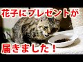 首を怪我した猫の花子にプレゼントが届いたよ【開封＆お礼動画】