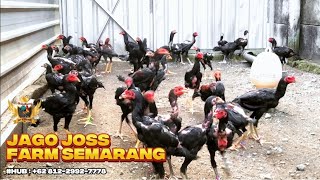 Download Lagu Review 4y4m Usi4 3 Bul4n Di Jago Joss Farm Semarang MP3 Download Lagu Review 4y4m Usi4 3 Bul4n Di Jago Joss Farm Semarang MP3
