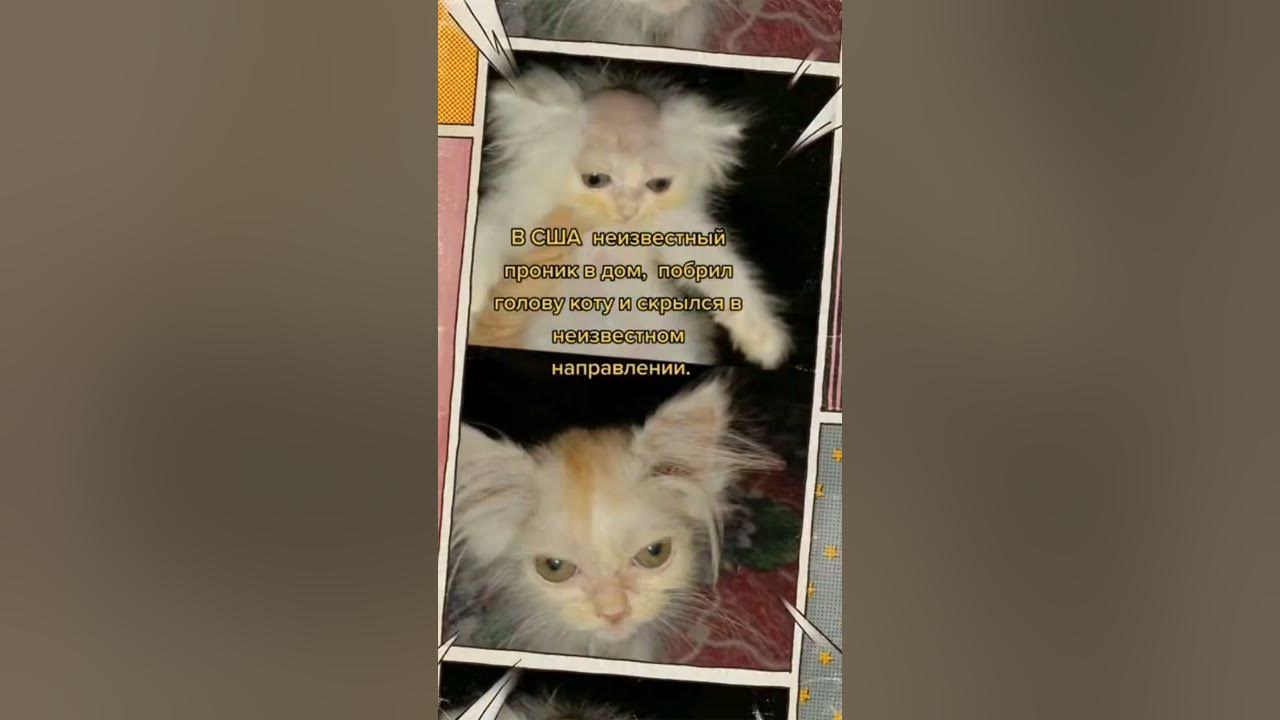 Мем с бритым котом
