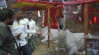 Different types of Hallikar Bulls