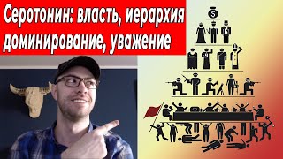 Почему мы хотим уважения? Серотонин – гормон власти, доминирования, иерархии, уважения