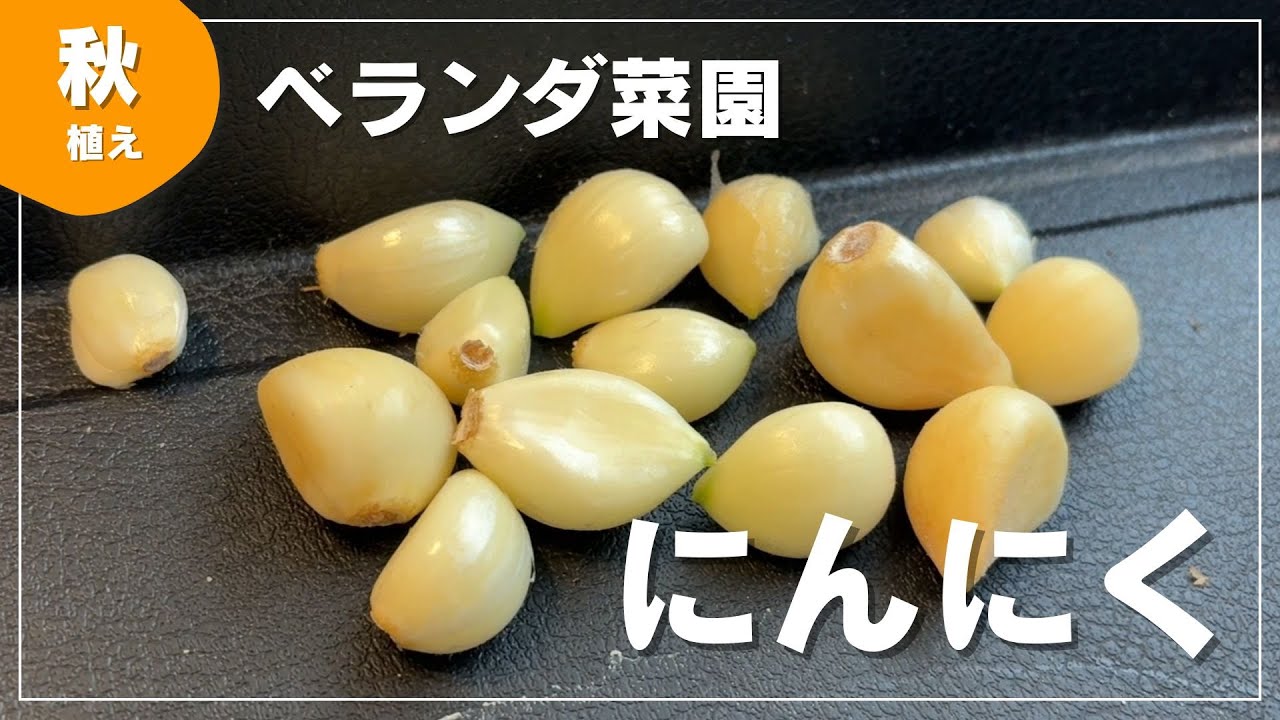 【ベランダ菜園】にんにく栽培の始め方｜下準備から植え付けまで
