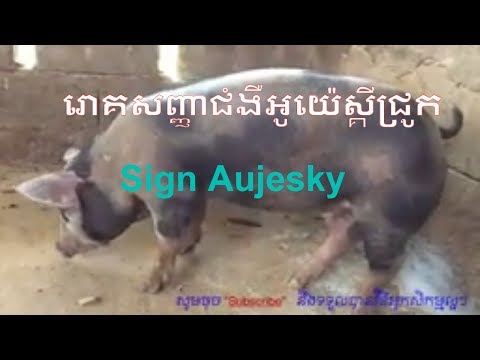 រោគសញ្ញាជំងឺអូយ៉េស្គីជ្រូក​ - Sign of Aujusky disease | Love Animal