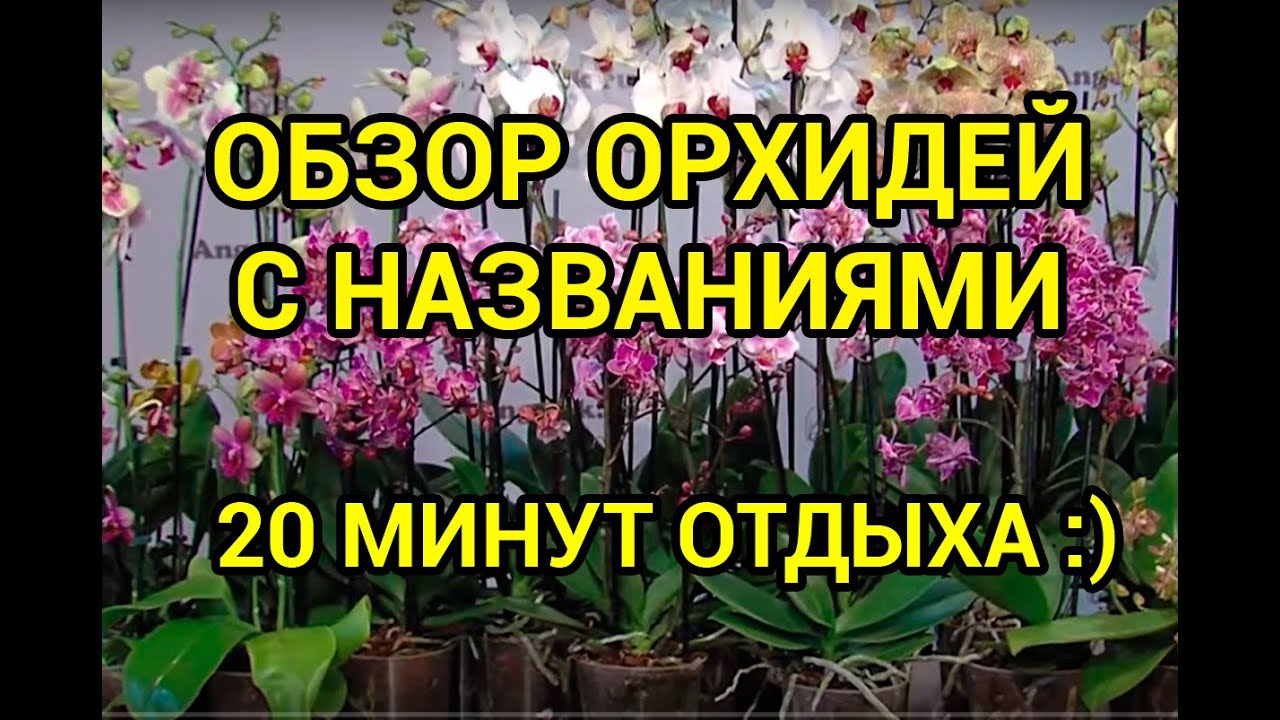 Название Фото Комнатных Орхидей