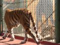 Tigers wanting to fight - Tigres querendo brigar