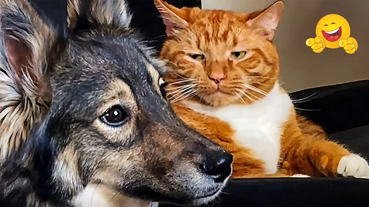 Watch the video about Funny Pet Videos Compilation 😹🐶 Funniest Cat & Dog Moments Ever Recorded