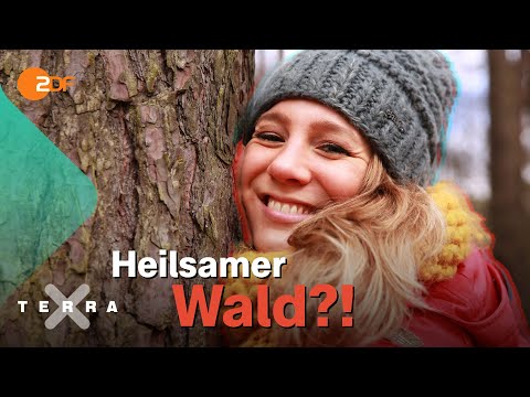 Video: Welche Tiere helfen Bäumen?