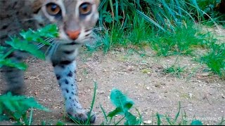 fishing cat Vs camera by SCARCE WORLDWIDE 2,068 views 7 years ago 10 seconds