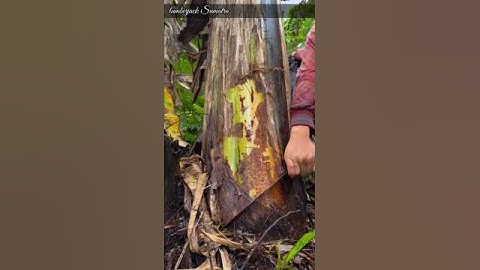 cutting down banana trees using a sharp machete#cuttingdowntrees#banana#cuttingwood#shortvideo#sharp