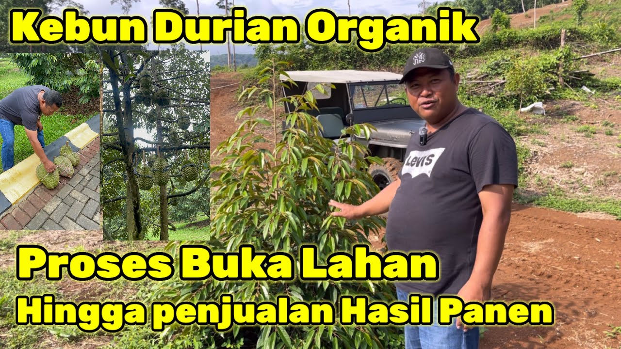 7000 Pohon Durian||Perawatan Hingga penjualan hasil panen Durian Organik ABN Farm