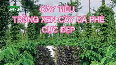 TIÊU TRỒNG XEN CÀ PHÊ CỰC ĐẸP