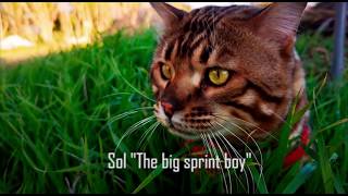 Sol the bengal cat (gato bengalí)