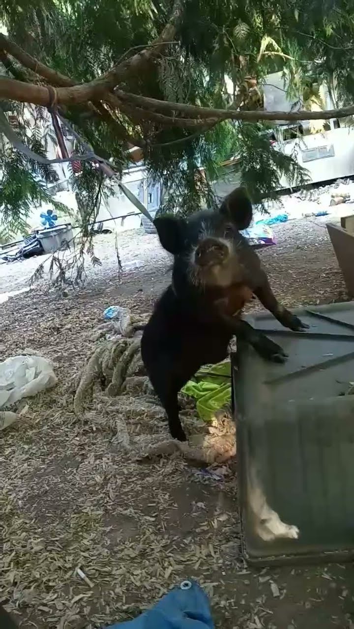Can I Pet That Dog YouTube Can i pet that dog youtube