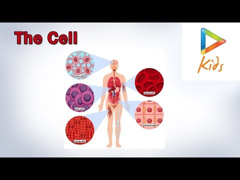 Video: Består av många celler?