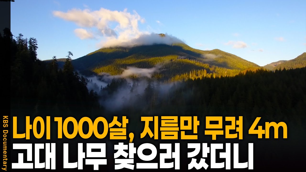 전설 속 고대 나무가 있다는 캐나다 원시림 가보니 | KBS 20250214 방송