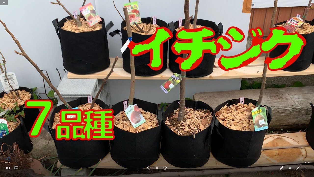 ド素人が始める果樹栽培！】第2回「イチジク7品種。1年目の剪定と