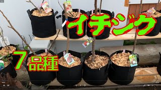 ニッキー30種セット！ 本日10時剪定！明日まで！イチジク 穂木 ド素人が始める果樹栽培！】第2回「イチジク7品種。1年目の剪定と