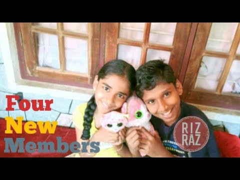 #New Members | Four Cute Kittens | Riz Raz - YouTube