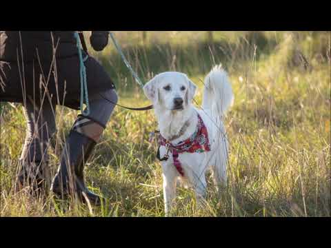 Video: Hvordan hundene bruker kroppsstilling for å kommunisere selvtillit