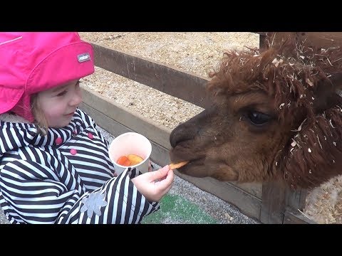 Влог Самый Веселый Контактный Зоопарк для детей МНОГО животных / Кормим, гладим, играем с животными