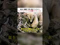 北極の断崖で何が起きたのか… ホッキョクグマの極限サバイバル！ #ホッキョクグマ #北極 #サバイバル #野生動物 #自然ドキュメンタリー