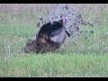 TN 2020 Turkey Hunt Opening Morning Mp4