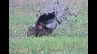 TN 2020 Turkey Hunt Opening Morning Mp4