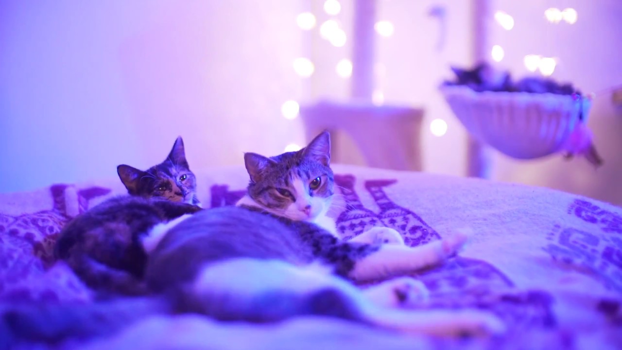 Comfy Cats Relax for Hours 