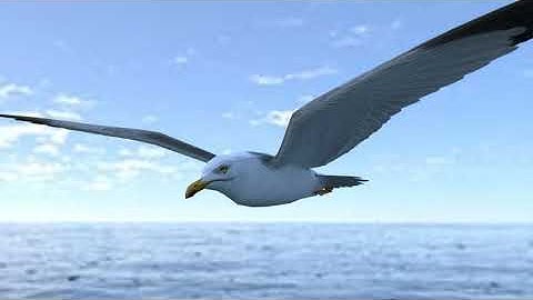 Low poly animated seagull