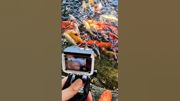 Camera hành động quay cá Koi dưới nước phần 1 #alexhodiscovery #actioncamera #fish