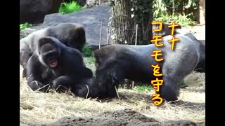 Nana try to defend Komomo against Haoko　Gorilla at Ueno Zoo　ナナがコモモを守る