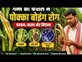 Ganne ka Pokka boeing rog|गन्ने में पोक्का बोइंग रोग की पहचान और इलाज |SHORTS|#farming #fungus #fe