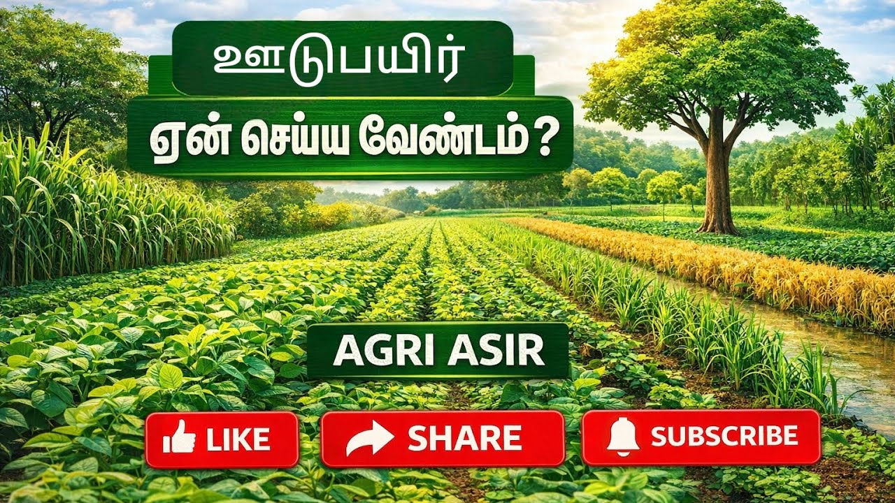 ஊடுபயிர் ரகசியம் | நோய் பூச்சி & களை குறையும் | விவசாயத்தில் வருமானம் பெற #intercropping #highyield 