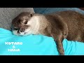 父ちゃんが呼ぶとダッシュで抱きつきにくるカワウソ　Otter Runs and Cuddles Her Dad's Arm