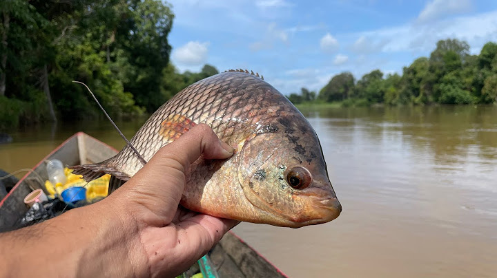 7 hari berburu ikan monster di sungai, danau dan rawa saat air banjir!!