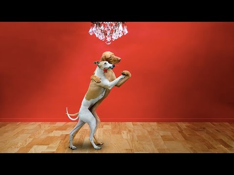 Танцующие Собаки. Приколы про Животных (New Video) (HD) [Funny Pets]