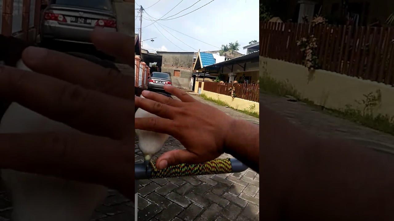 ELANG BONDOL 