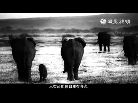 IFAW“對象牙制品說不”：張越