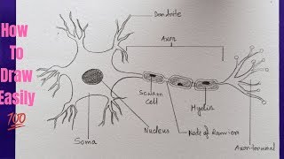 How To Draw Neuron Diagram Easily - Step By Step