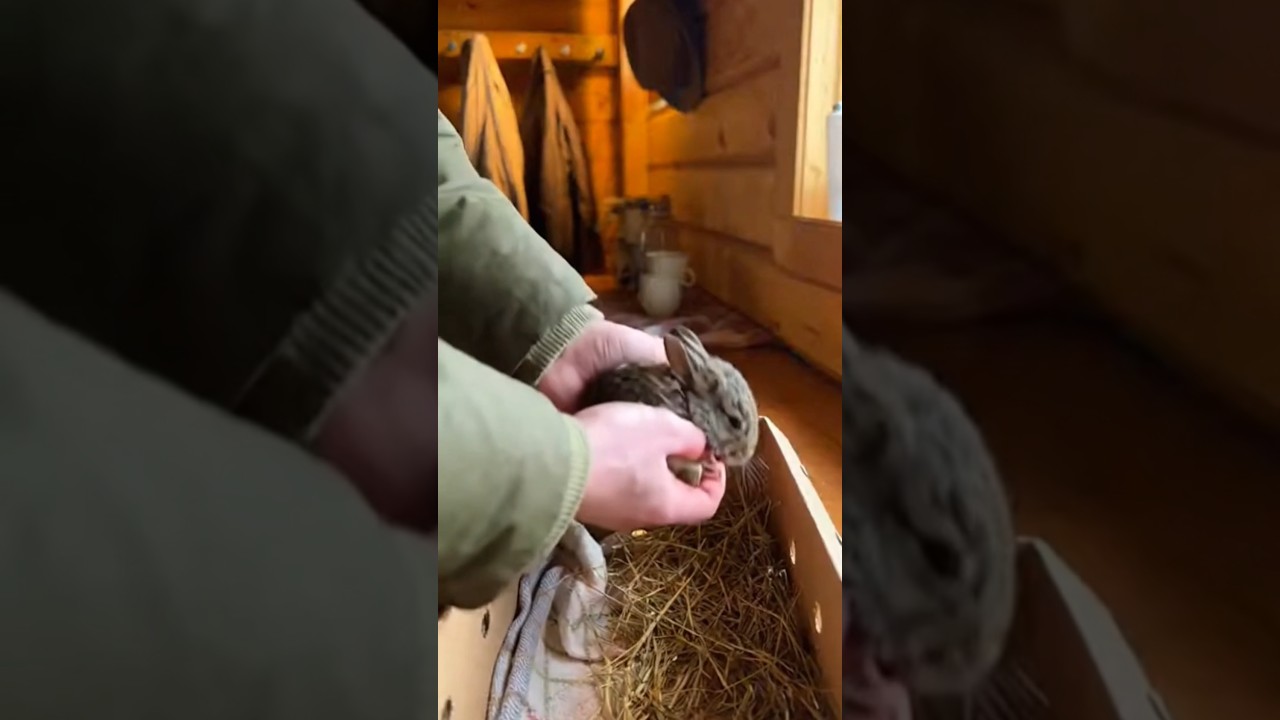 This Baby Rabbit Was Freezing… What Happened Next Is Incredible