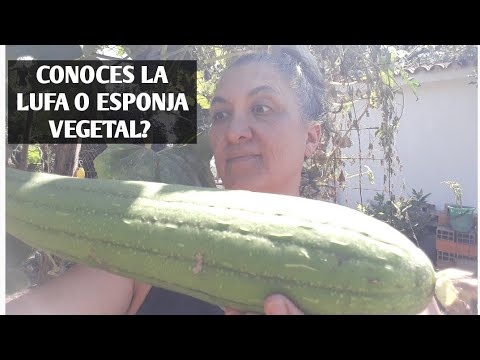 Video: ¿Cuándo plantar semillas de lufa en la zona 7?