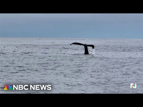 AI program provides new insights into the movements of humpback whales