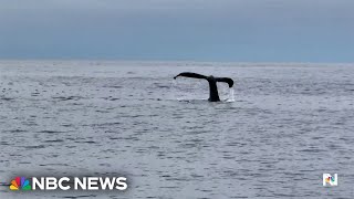 AI program provides new insights into the movements of humpback whales