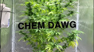 Chem dawg series episode 1